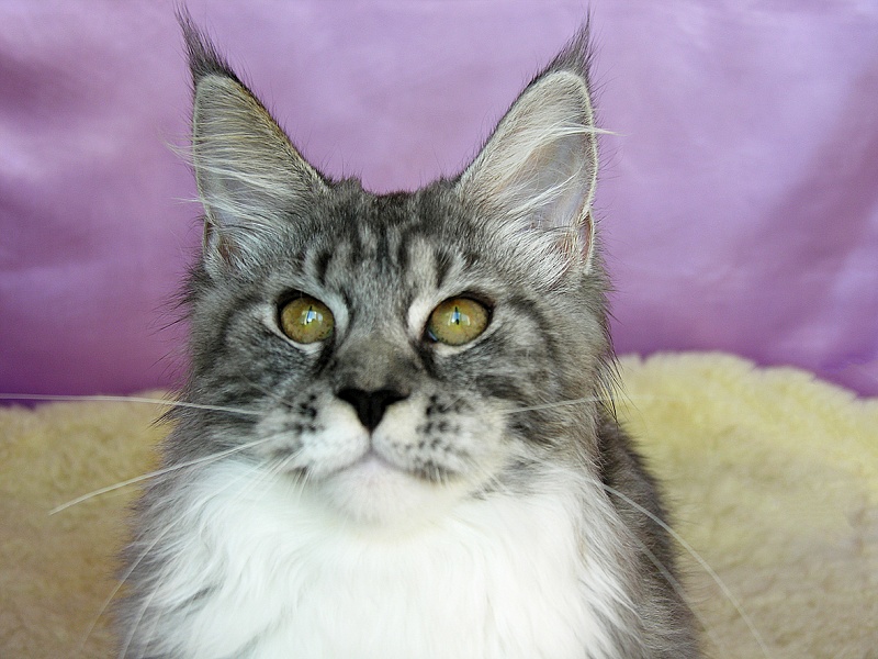 Katran Astoria - Kitten maine-coon 5 months 3.5 weeks