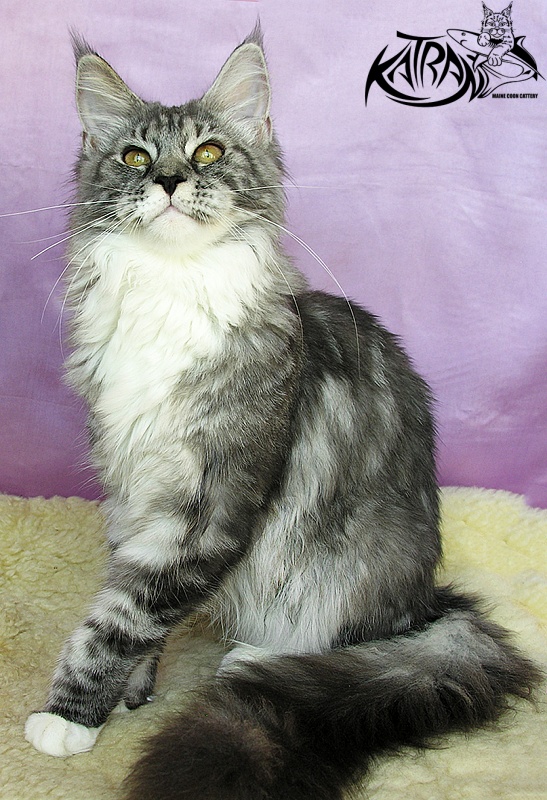 Katran Astoria - Kitten maine-coon 5 months 3.5 weeks
