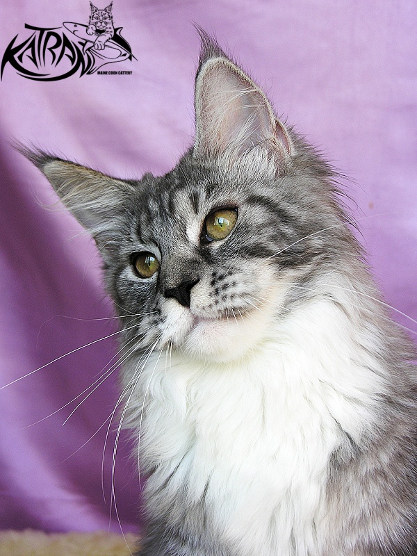 Katran Astoria - Kitten maine-coon 5 months 3.5 weeks