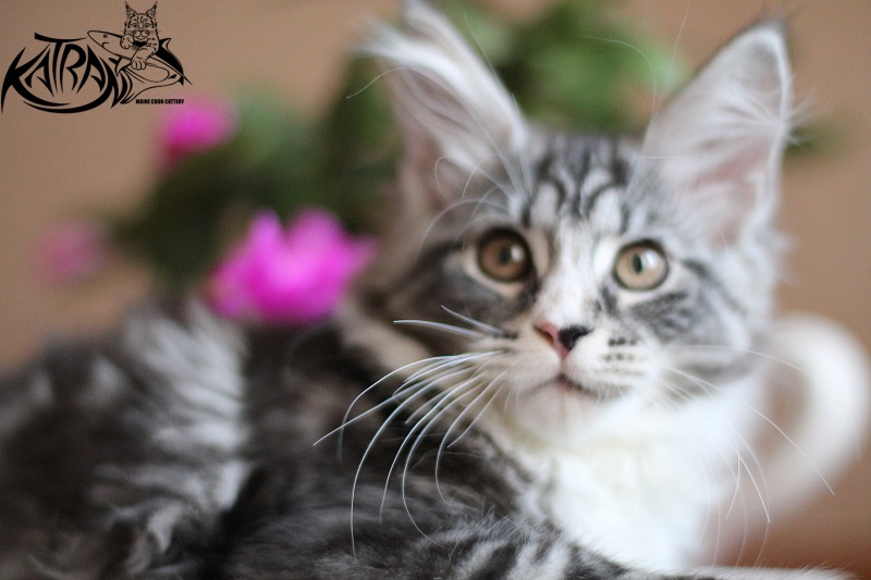 Katran Amanda - Kitten maine-coon 3 months 0.5 weeks