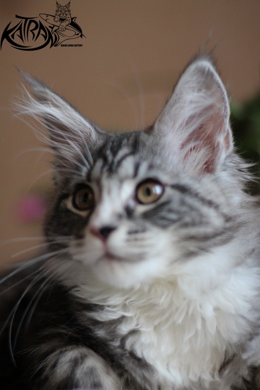 Katran Amanda - Kitten maine-coon 3 months 0.5 weeks