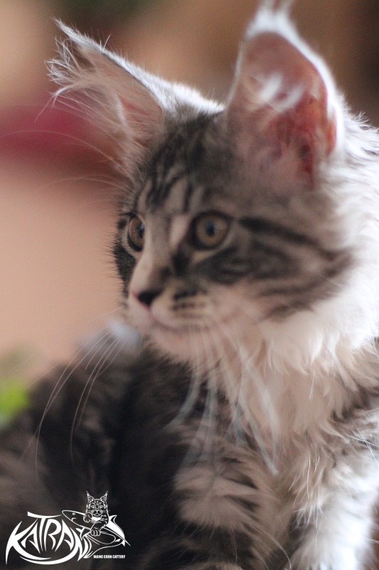 Katran Amanda - Kitten maine-coon 3 months 0.5 weeks