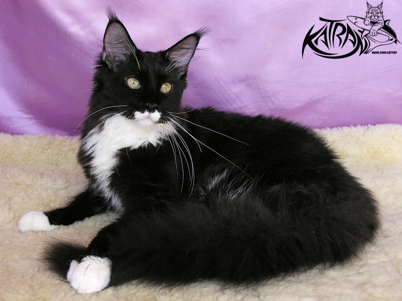 Katran Anais - Kitten maine-coon 5 months 3.5 weeks