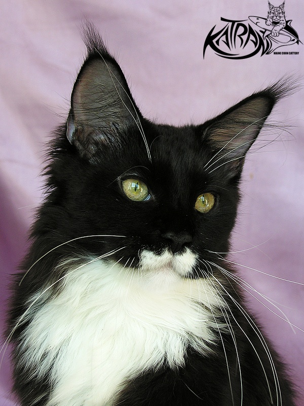 Katran Anais - Kitten maine-coon 5 months 3.5 weeks