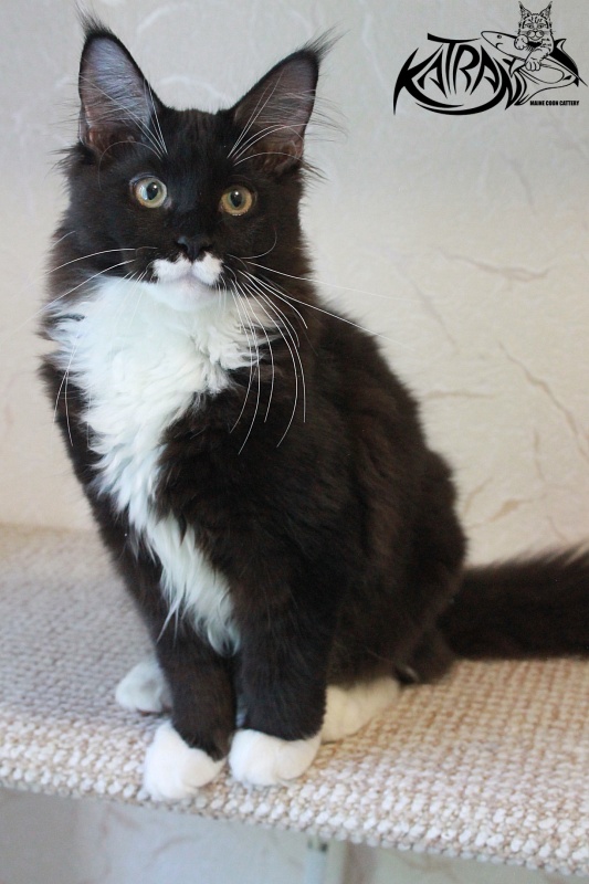 Katran Anais - Kitten maine-coon 4 months 3 weeks