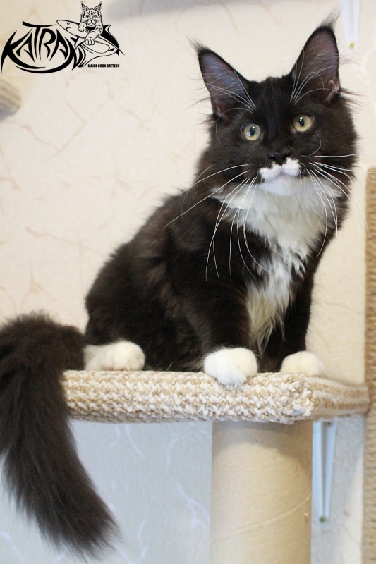 Katran Anais - Kitten maine-coon 4 months 3 weeks