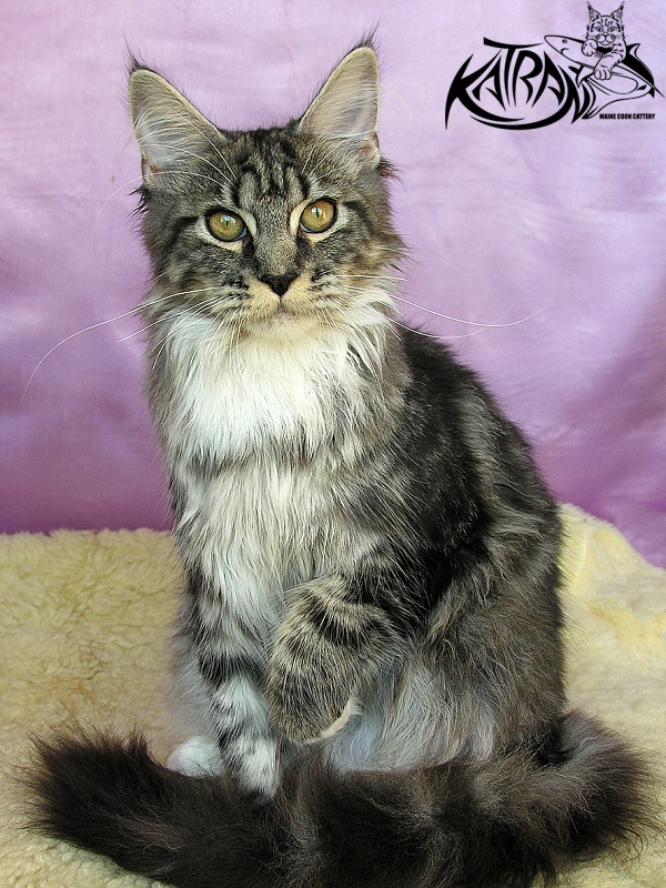 Katran Abigail - Kitten maine-coon 5 months 3.5 weeks