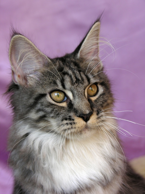 Katran Abigail - Kitten maine-coon 5 months 3.5 weeks