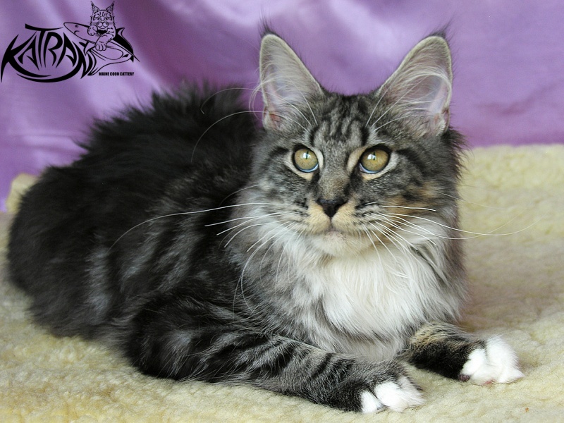Katran Abigail - Kitten maine-coon 5 months 3.5 weeks
