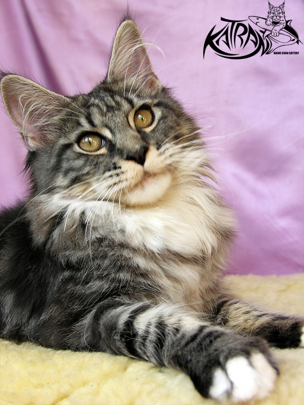 Katran Abigail - Kitten maine-coon 5 months 3.5 weeks