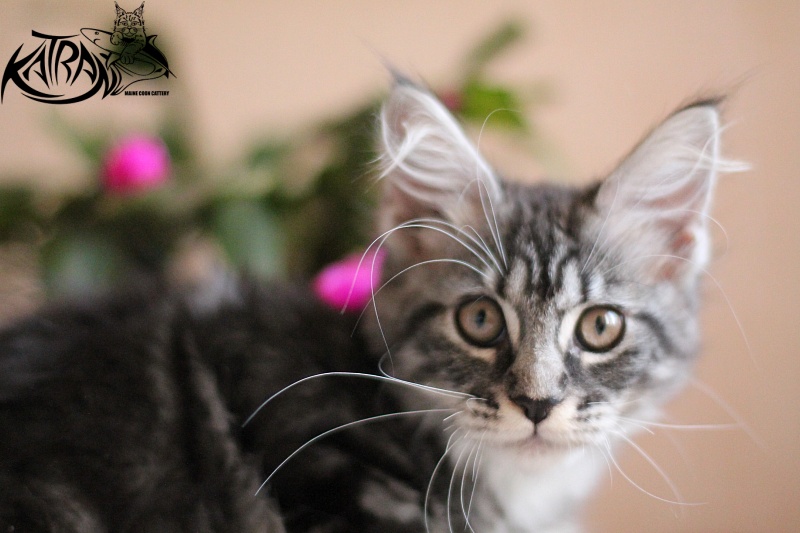 Katran Abigail - Kitten maine-coon 3 months 0.5 weeks