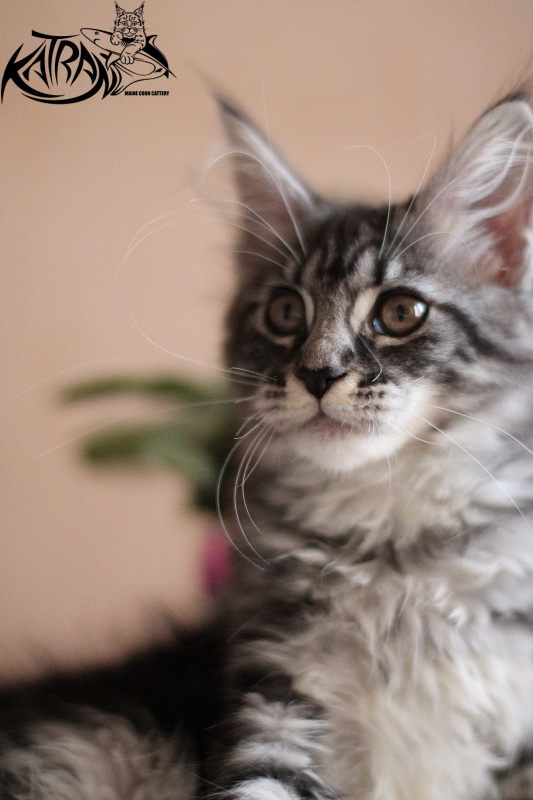 Katran Abigail - Kitten maine-coon 3 months 0.5 weeks