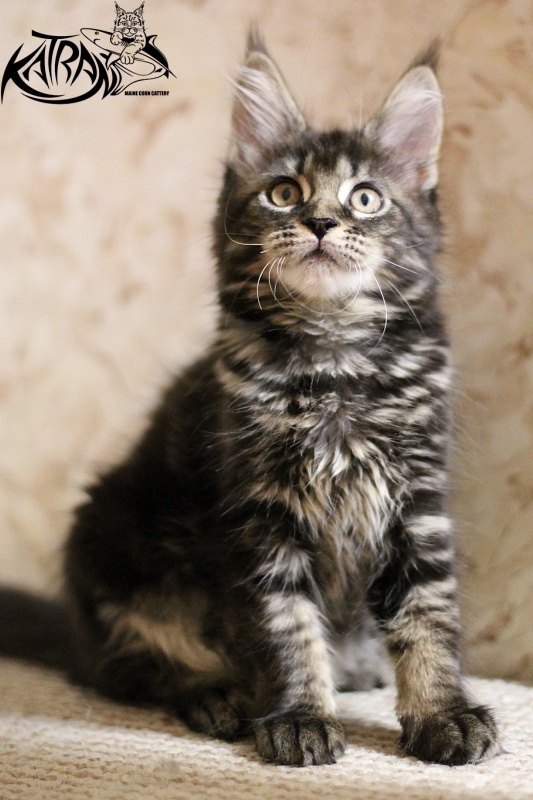 Katran Beretta - Кошеня мейн-кун 2 місяця 3 тижні