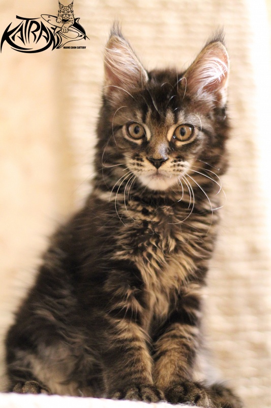 Katran Beretta - Кошеня мейн-кун 2 місяця 3 тижні