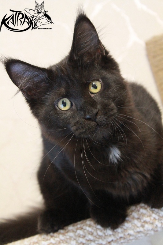 Katran Bagheera - Кошеня мейн-кун 4 місяця 0,5 тижнів