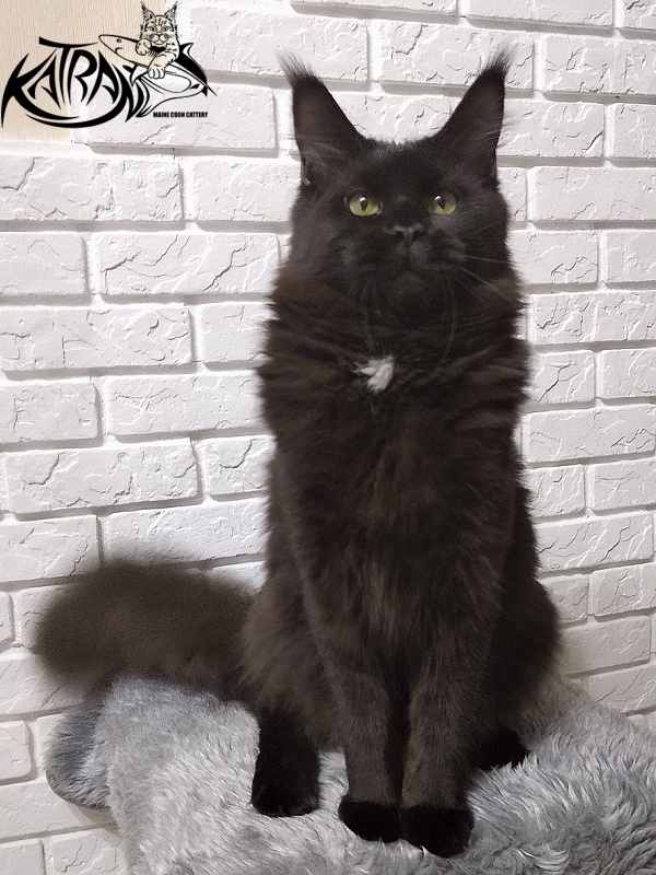 Katran Bagheera - Юніор мейн-кун 8 місяців 2,5 тижні