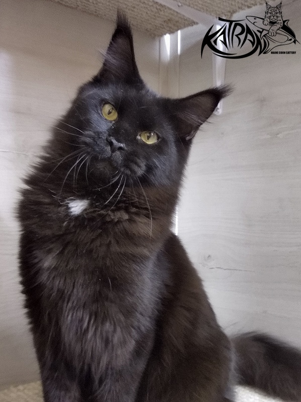 Katran Bagheera - Юніор мейн-кун 8 місяців 2,5 тижні