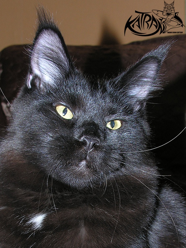 Katran Bagheera - Юніор мейн-кун 7 місяців 0,5 тижнів