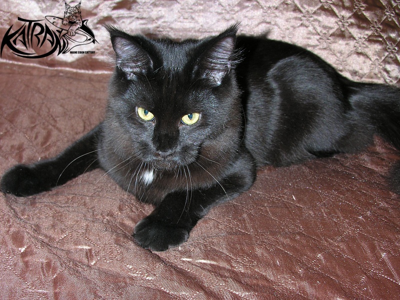 Katran Bagheera - Юніор мейн-кун 7 місяців 0,5 тижнів