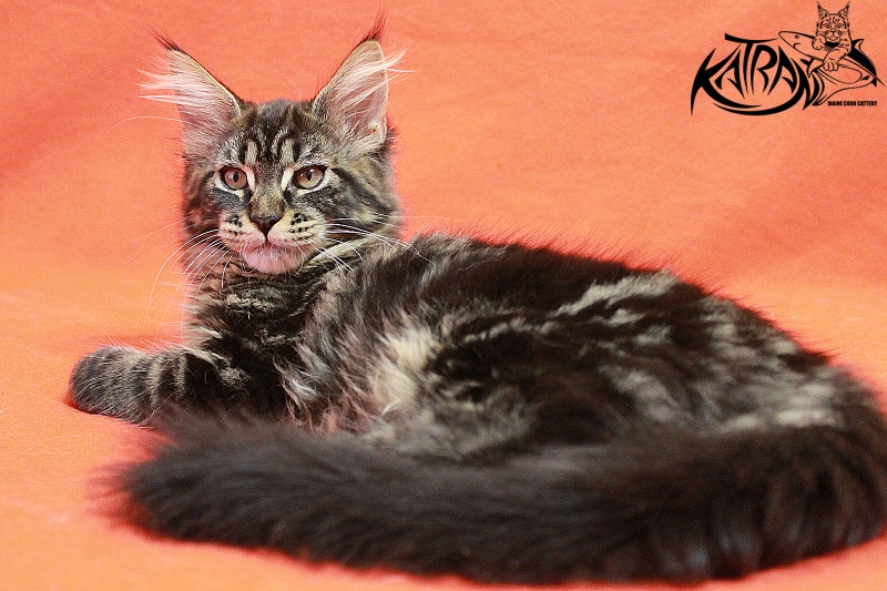 Katran Chelsea - Kitten maine-coon 3 months