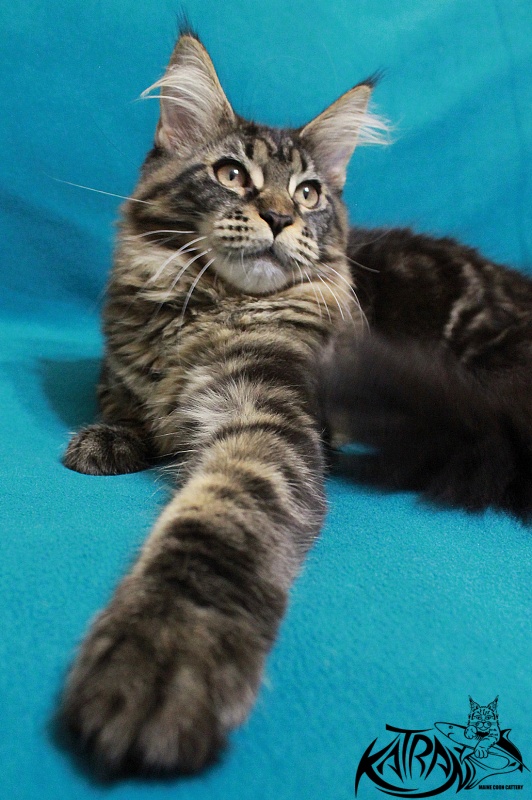 Katran Chelsea - Kitten maine-coon 4 months