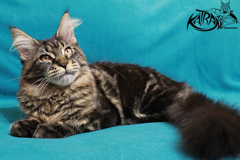 Katran Chelsea - Kitten maine-coon 4 months