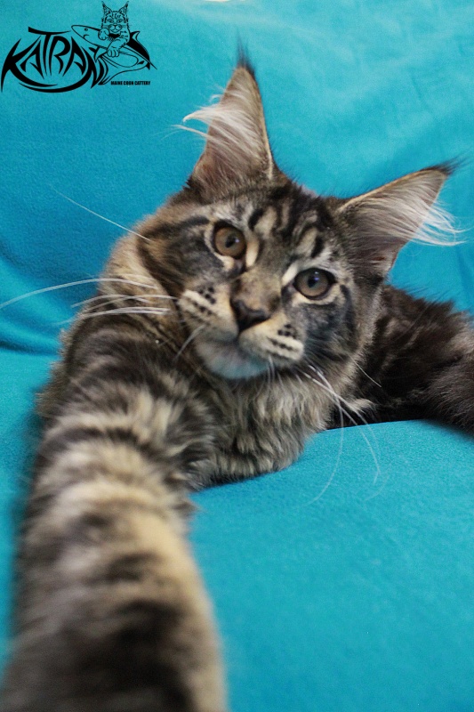 Katran Chelsea - Kitten maine-coon 4 months