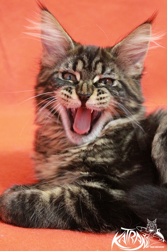 Katran Chelsea - Kitten maine-coon 3 months