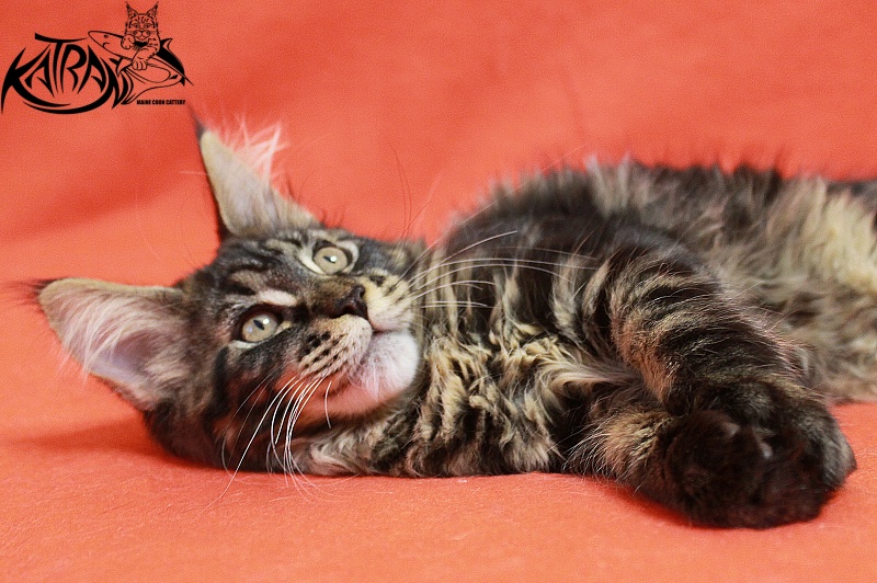 Katran Chelsea - Kitten maine-coon 3 months