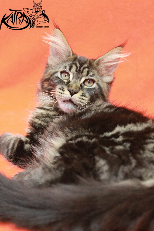 Katran Chelsea - Kitten maine-coon 3 months
