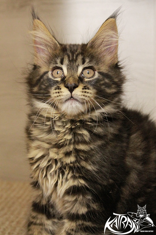 Katran Chelsea - Kitten maine-coon 2 months 1.5 week