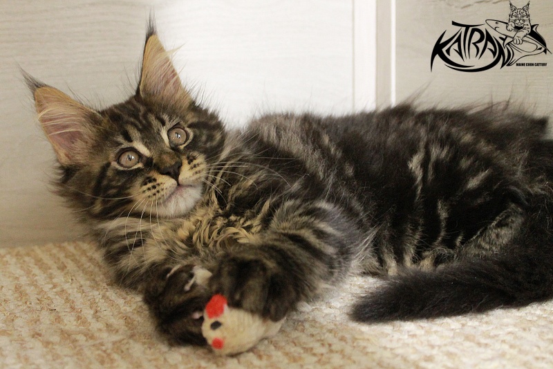 Katran Chelsea - Kitten maine-coon 2 months 1.5 week