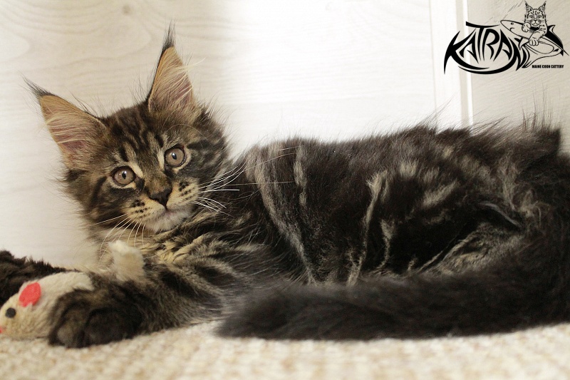 Katran Chelsea - Kitten maine-coon 2 months 1.5 week