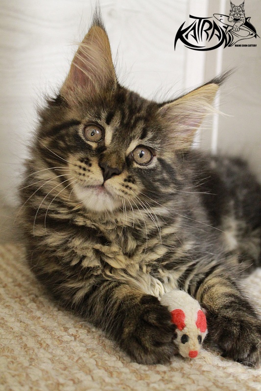 Katran Chelsea - Kitten maine-coon 2 months 1.5 week