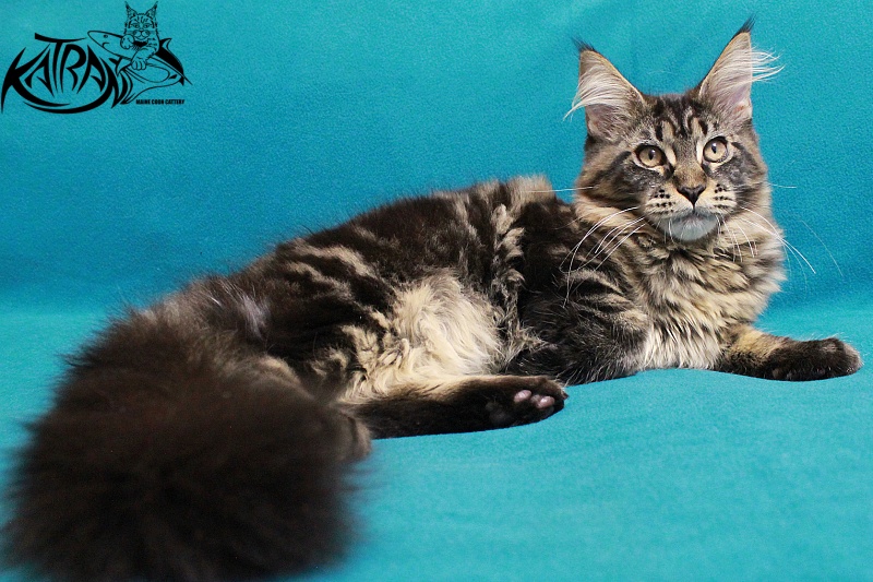 Katran Chelsea - Kitten maine-coon 4 months