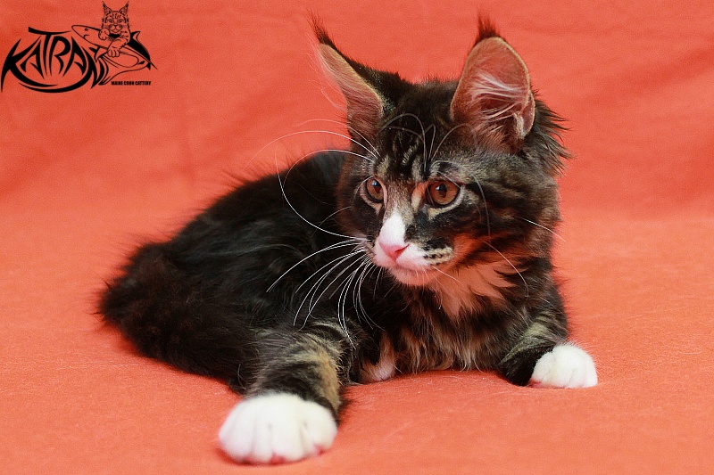 Katran Chester - Kitten maine-coon 3 months
