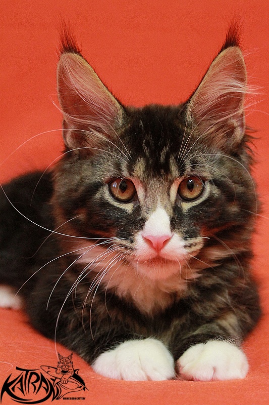 Katran Chester - Kitten maine-coon 3 months