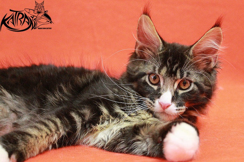 Katran Chester - Kitten maine-coon 3 months