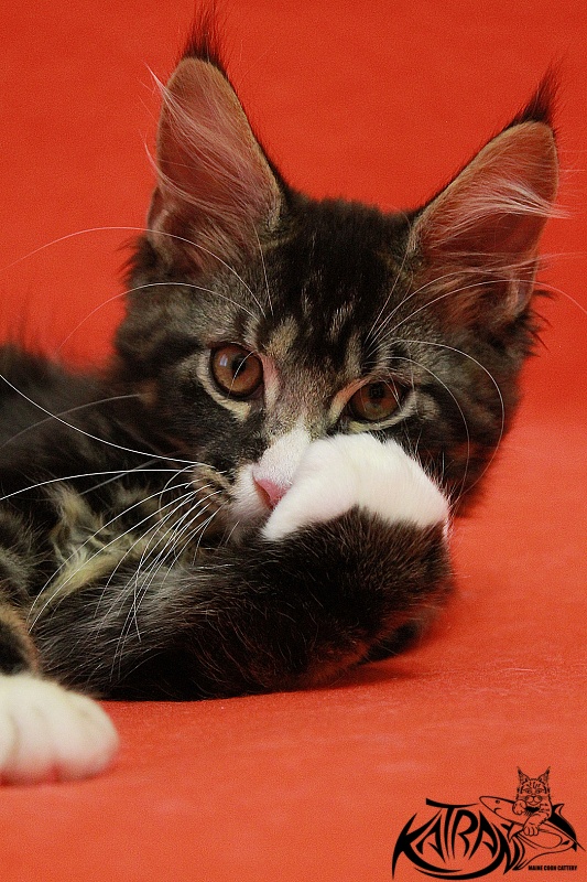 Katran Chester - Kitten maine-coon 3 months