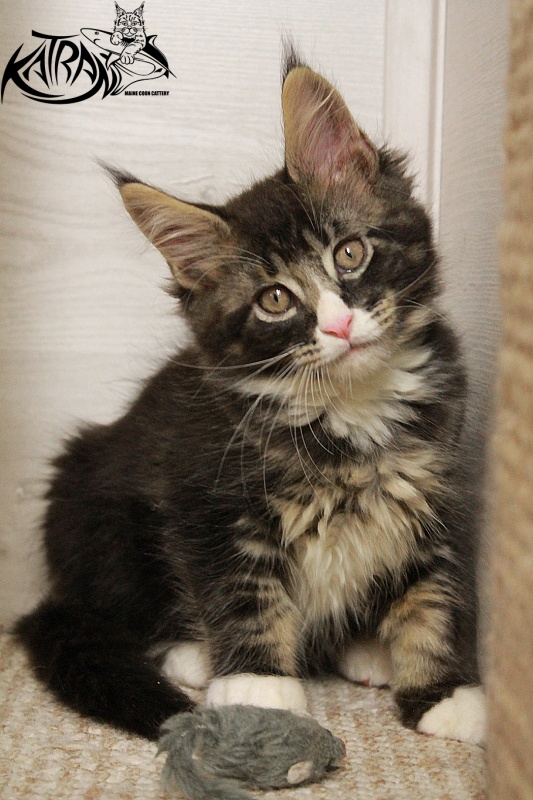 Katran Chester - Kitten maine-coon 2 months 1.5 week
