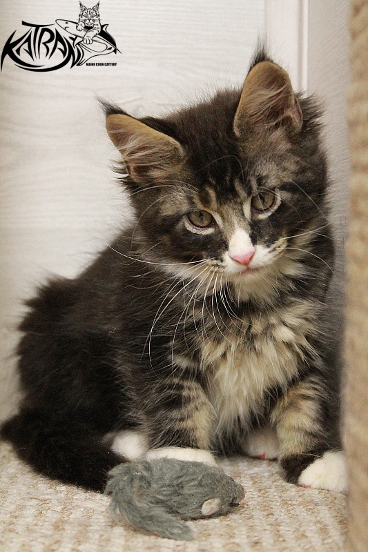 Katran Chester - Kitten maine-coon 2 months 1.5 week