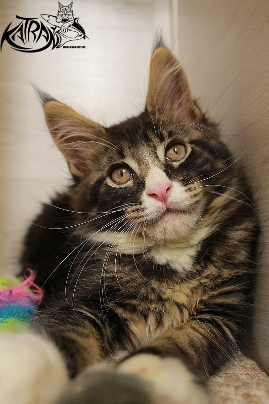 Katran Chester - Kitten maine-coon 2 months 1.5 week