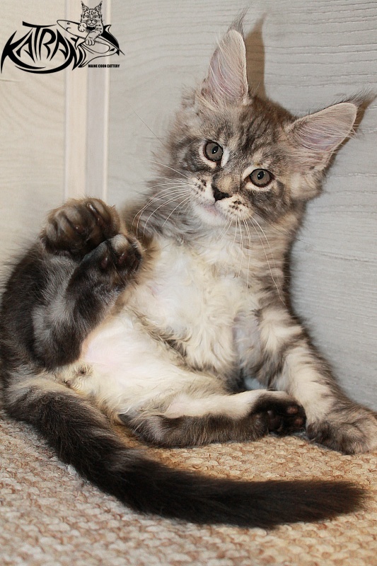 Katran Casper - Kitten maine-coon 2 months 1.5 week