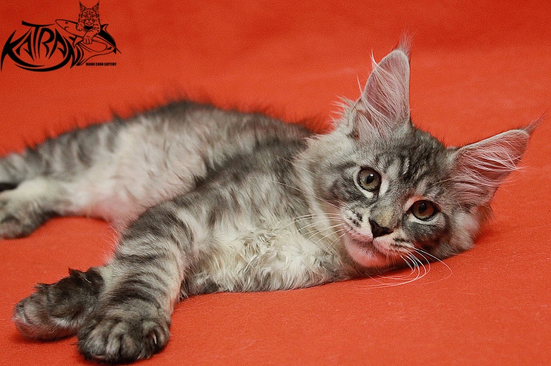 Katran Casper - Kitten maine-coon 3 months