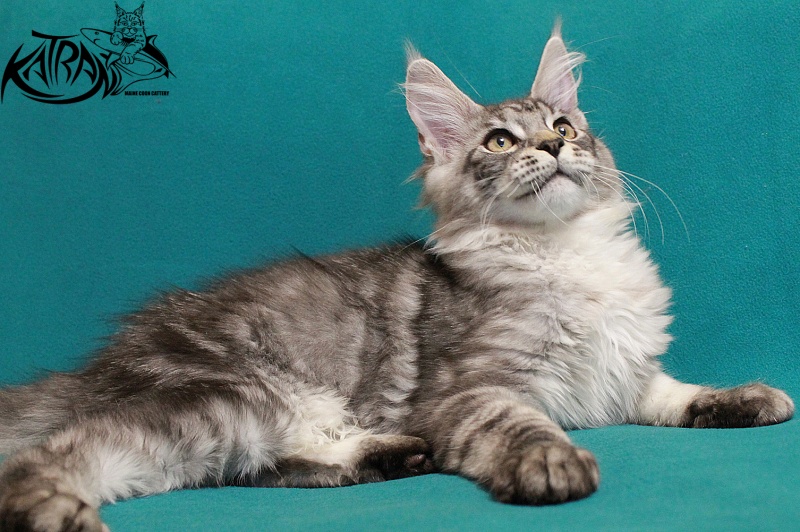 Katran Casper - Kitten maine-coon 4 months