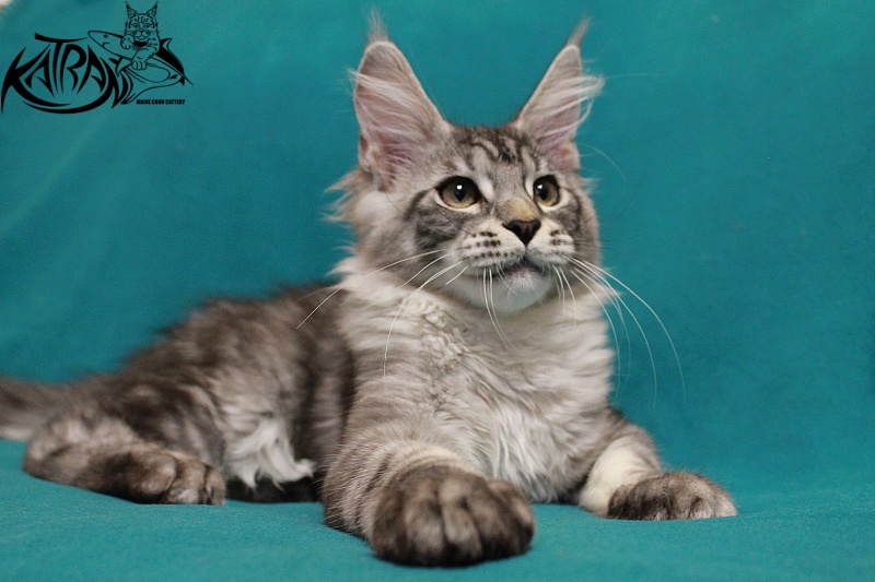 Katran Casper - Kitten maine-coon 4 months