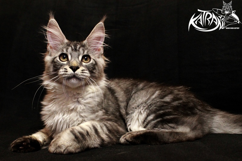Katran Casper - Kitten maine-coon 4 months