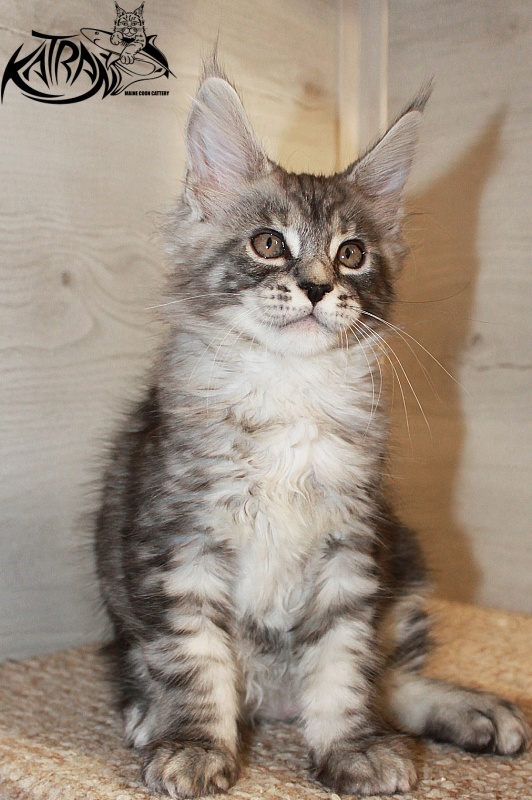 Katran Casper - Kitten maine-coon 2 months 1.5 week