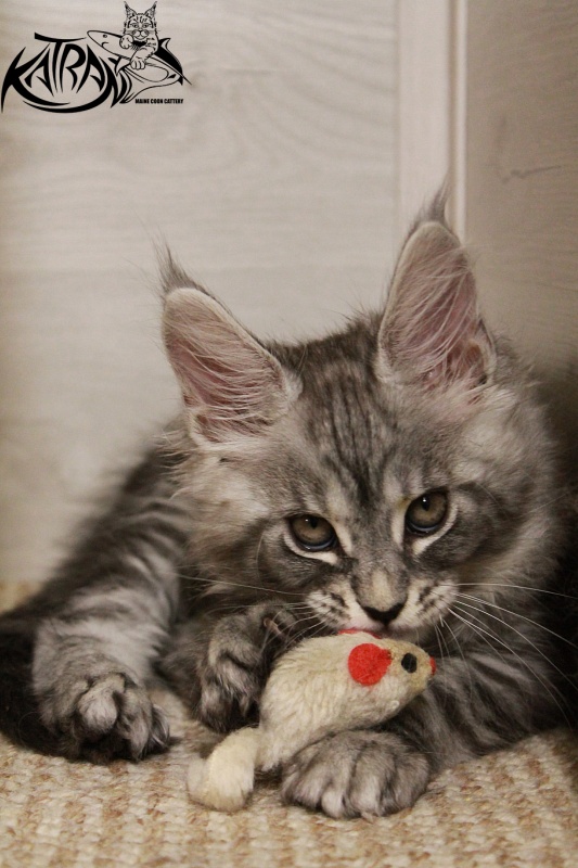 Katran Casper - Kitten maine-coon 2 months 1.5 week