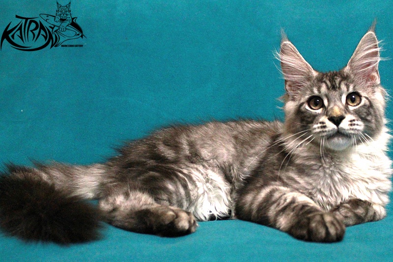 Katran Casper - Kitten maine-coon 4 months